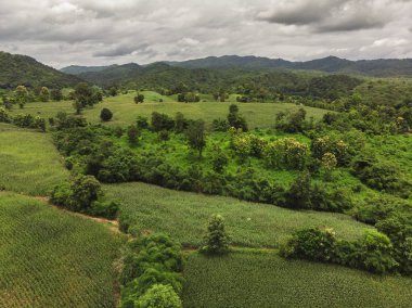Tayland Dağ'da Mısır sanayi.