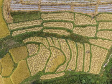 Pirinç tarlalarının havadan görünümü Tha kırsalında pirinç tarlasının yüksek açısı