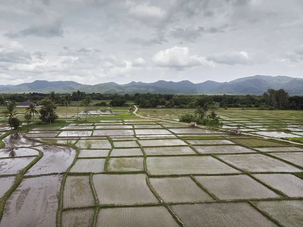 Agricultores estão plantando campo de arroz, vista superior, foto aérea — Fotografia de Stock