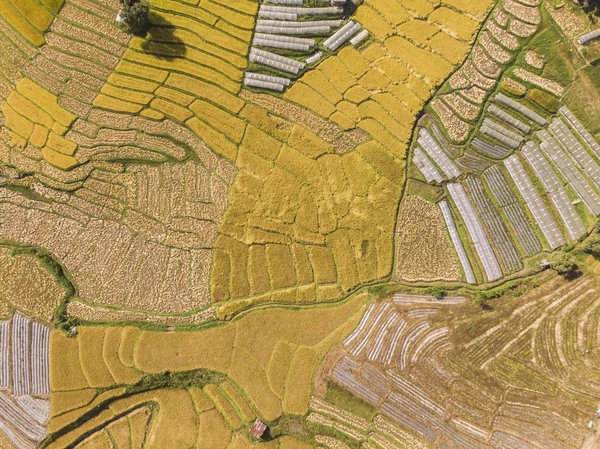 Vista aérea de campos de arroz Alto ángulo de campo de arroz en la zona rural Tha — Foto de Stock