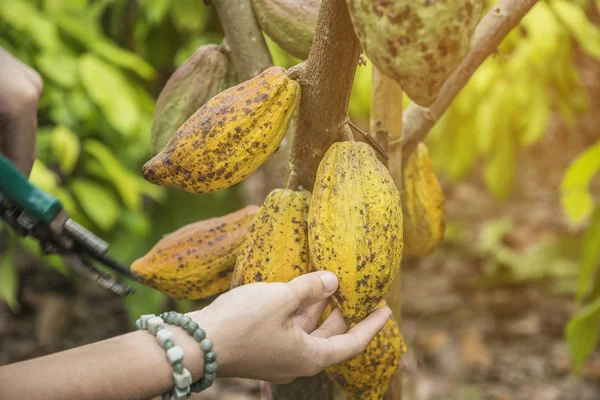 Meyveli kakao ağacı. Sarı ve yeşil Kakao bakla büyümek 