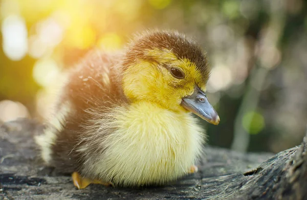 Yeni doğan ördek yavrusu — Stok fotoğraf