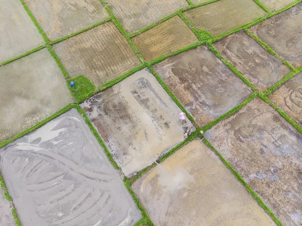 Agricultores estão plantando campo de arroz, vista superior, foto aérea — Fotografia de Stock