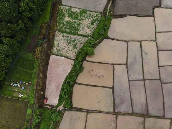 Los agricultores están plantando campo de arroz, vista superior, foto aérea — Foto de Stock