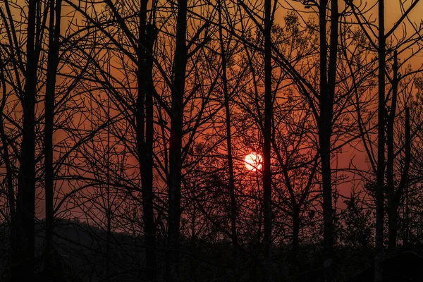 La silueta de las ramas al atardecer — Foto de Stock