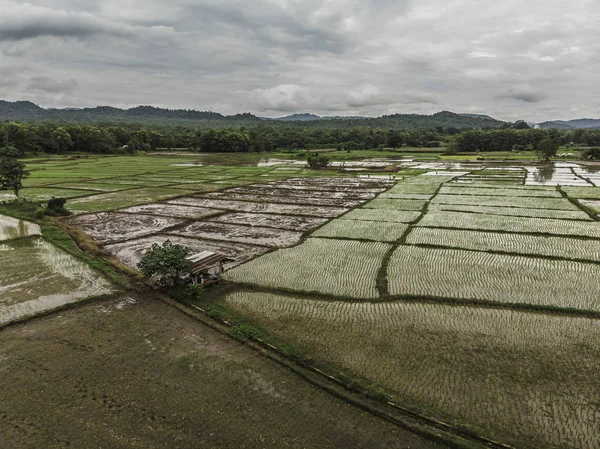 Agricultores estão plantando campo de arroz, vista superior, foto aérea — Fotografia de Stock