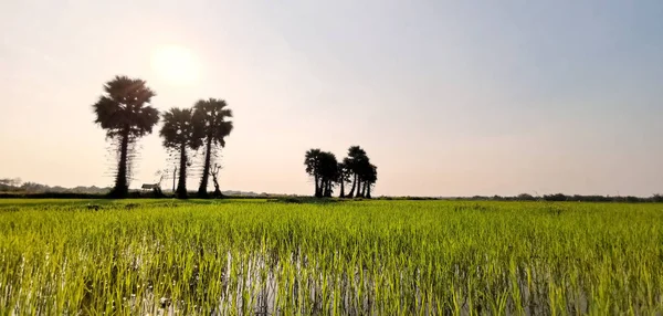 Зеленое поле или рисовая ферма с сахарными пальмами в Таиланде — стоковое фото