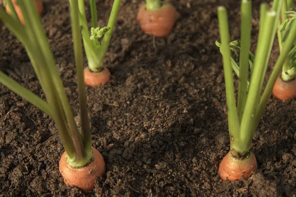 Havuç sebze toprak organik backgro bahçede yetişir