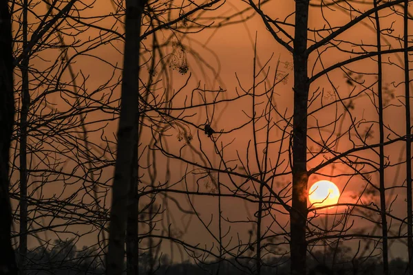 La silueta de las ramas al atardecer — Foto de Stock