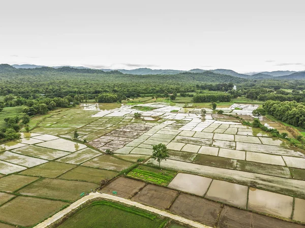 Agricultores estão plantando campo de arroz, vista superior, foto aérea — Fotografia de Stock