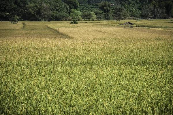 Pemandangan indah gunung dengan perkebunan padi hijau — Stok Foto