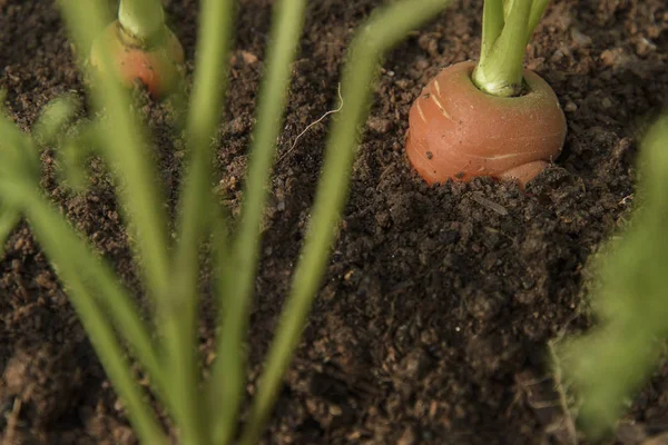 Cenoura vegetal cresce no jardim no solo backgro orgânico — Fotografia de Stock