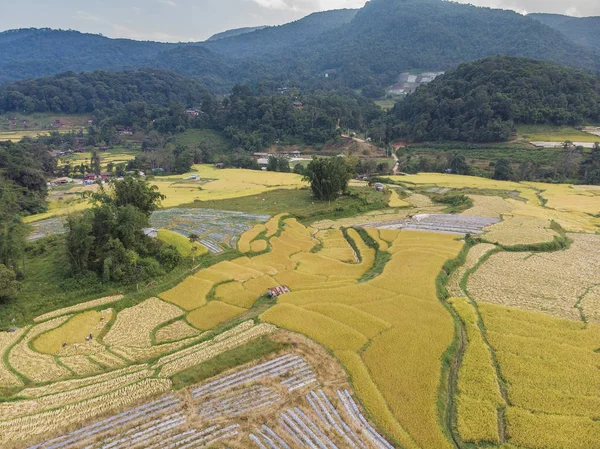 Vista aérea dos campos de arroz Ângulo elevado do campo de arroz no rural Tha — Fotografia de Stock