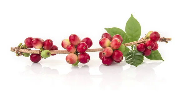 Fresh coffee beans with leaf on white background — Stock Photo, Image