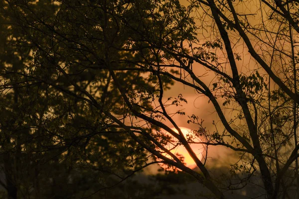 La silhouette des branches au coucher du soleil — Photo