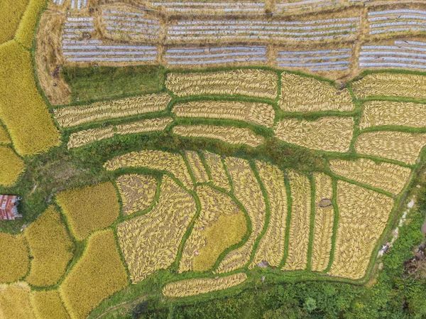 Vista aérea de campos de arroz Alto ángulo de campo de arroz en la zona rural Tha — Foto de Stock