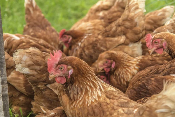 Geleneksel serbest kümes hayvanları çiftçiliği