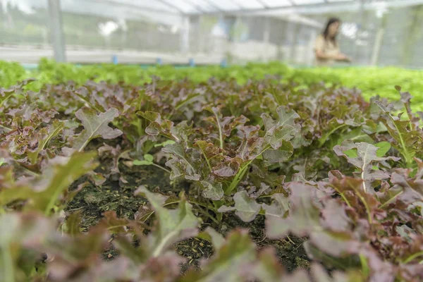 有机蔬菜，绿色沙拉碗生菜在地块健康 — 图库照片