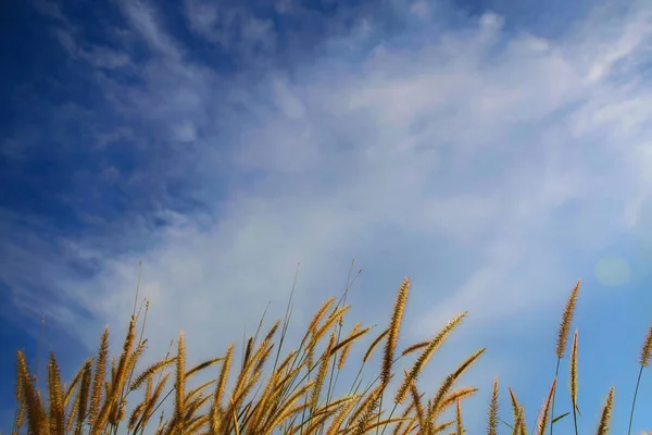 春季或夏季抽象的自然背景与在我草 — 图库照片