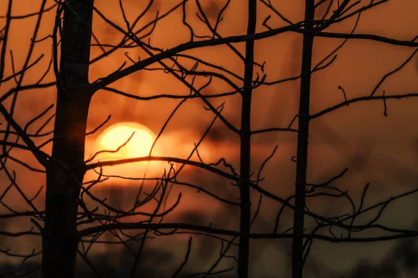 A silhueta dos ramos ao pôr-do-sol — Fotografia de Stock
