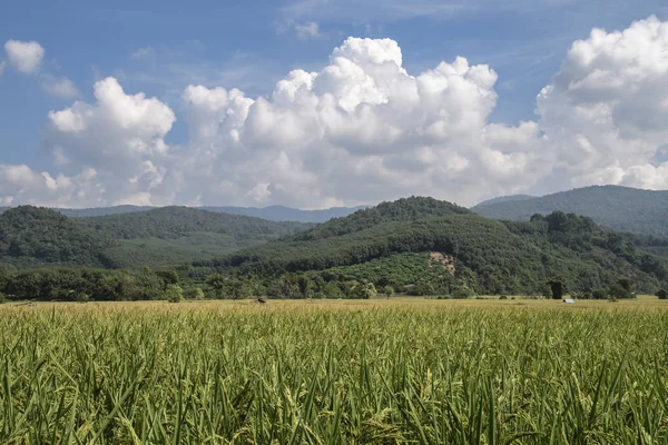 yeşil pirinç plantasyon ile güzellik dağ görünümü