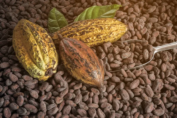 Frijoles de cacao y frutas de cacao en madera — Foto de Stock