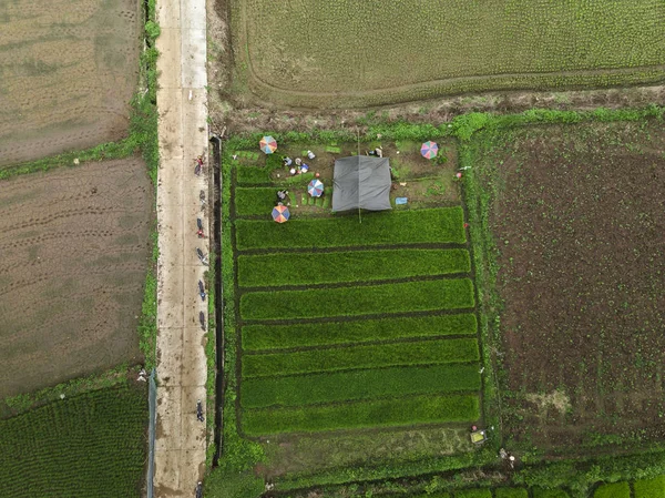 Vista aérea de campos de terraço de arroz. O estilo de vida das pessoas — Fotografia de Stock