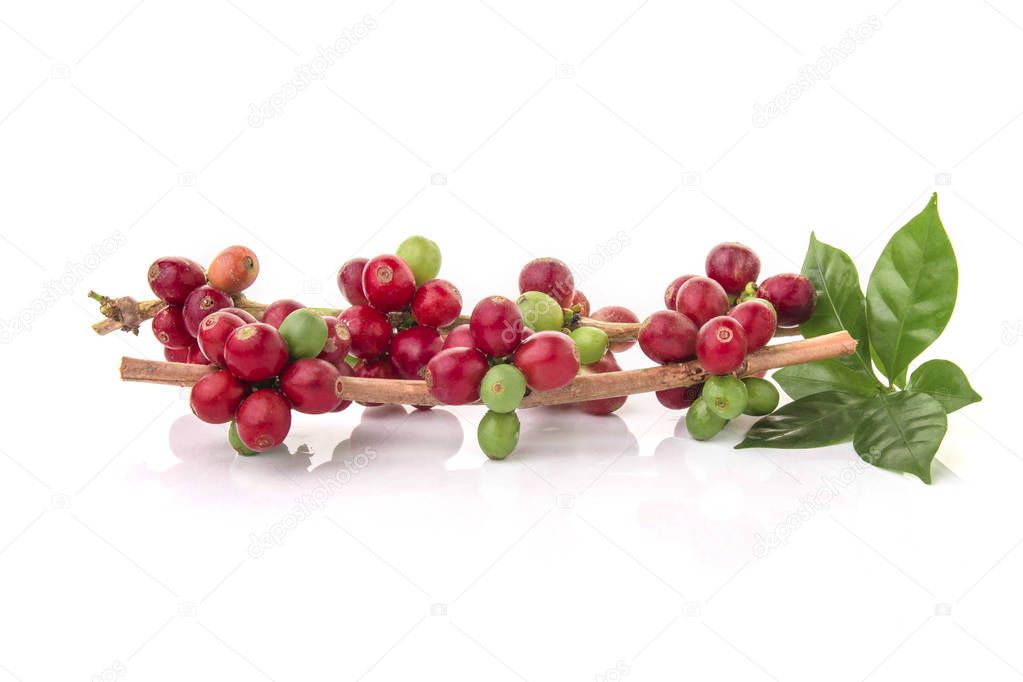 fresh coffee beans with leaf on white background