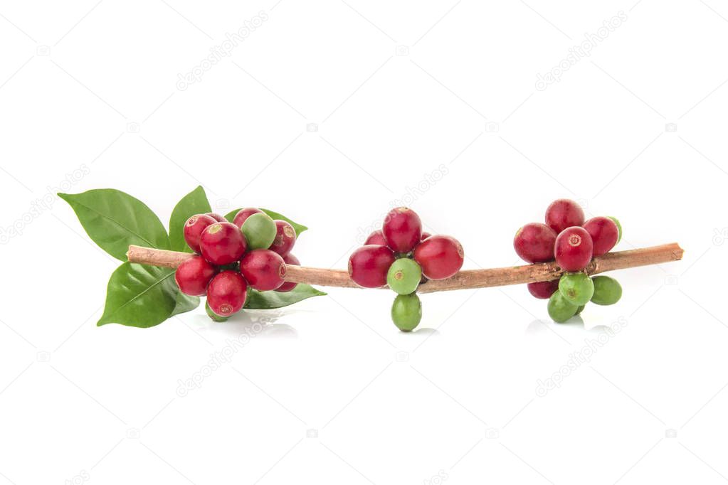 fresh coffee beans with leaf on white background