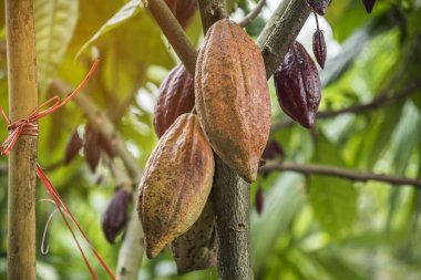The cocoa tree with fruits. Yellow and green Cocoa pods grow on  clipart