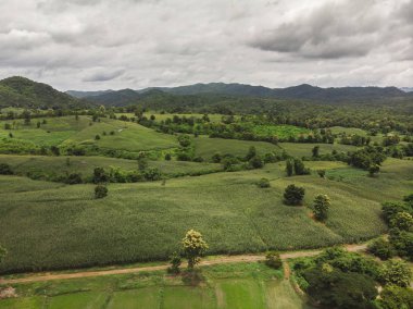 Tayland Dağ'da Mısır sanayi.