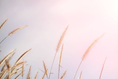 bahar ya da yaz bana çim ile doğa arka plan