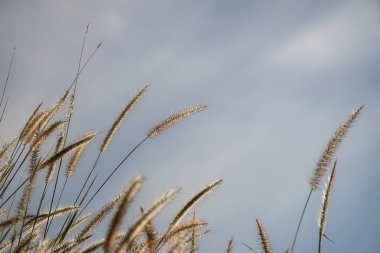 bahar ya da yaz bana çim ile doğa arka plan