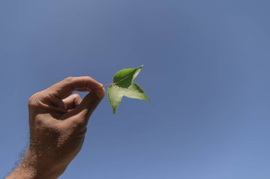 sonbahar yaprakları, çok sığ odak, akçaağaç yaprağı ve mavi gökyüzü gibi
