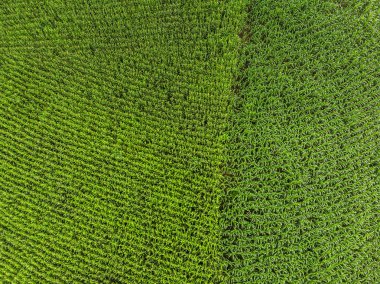 Kırsal peyzaj, mısır tarlası backgrou hasat için hazır