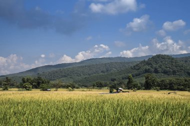 yeşil pirinç plantasyon ile güzellik dağ görünümü