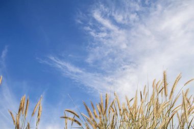 bahar ya da yaz bana çim ile doğa arka plan