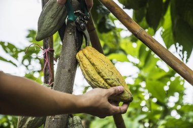Meyveli kakao ağacı. Sarı ve yeşil Kakao bakla büyümek 