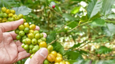 Ağaçtaki kahve çekirdekleri