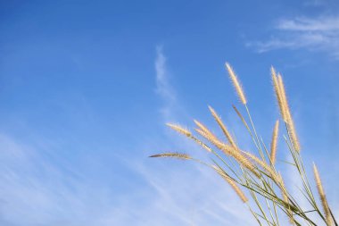 bahar ya da yaz bana çim ile doğa arka plan