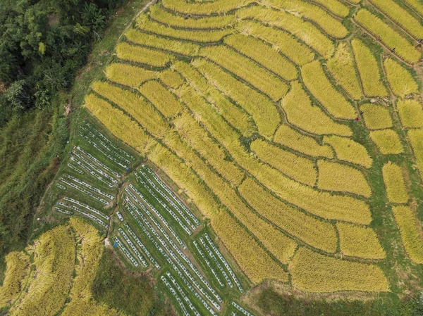 Vista aérea de campos de arroz Alto ángulo de campo de arroz en la zona rural Tha — Foto de Stock