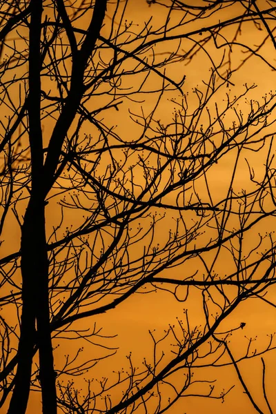 La silueta de las ramas al atardecer — Foto de Stock