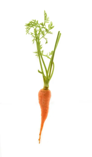 Carota isolata su sfondo bianco — Foto Stock