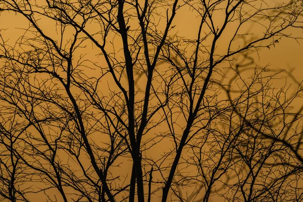 La silueta de las ramas al atardecer — Foto de Stock