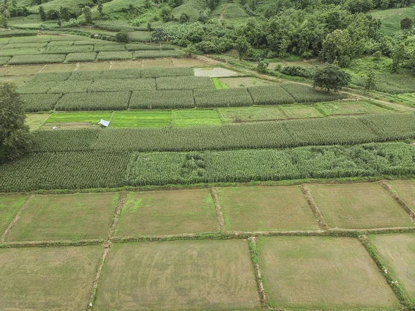 Paisagem rural, Campo de milho pronto para colheita no backgrou — Fotografia de Stock