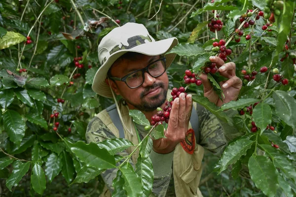 coffee farmer picking ripe cherry beans