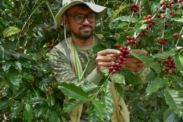 coffee farmer picking ripe cherry beans