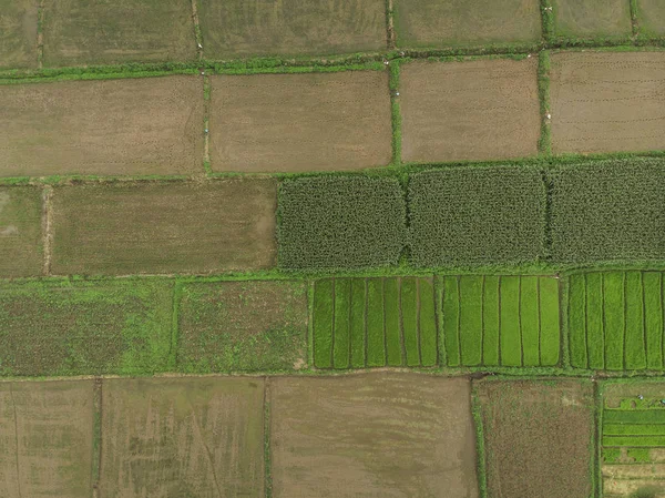 Paisaje rural, Campo de maíz listo para la cosecha en el backgrou — Foto de Stock