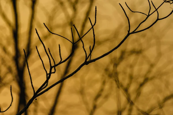 La silueta de las ramas al atardecer — Foto de Stock