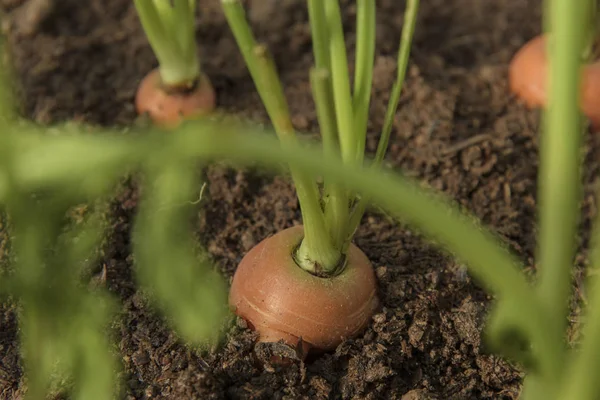 Carrot vegetable grows in the garden in the soil organic backgro — Stock Photo, Image